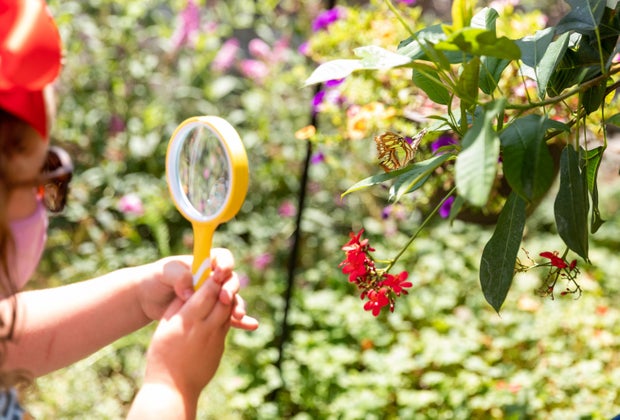 Spring in Los Angeles: See Butterflies at the Natural History Museum