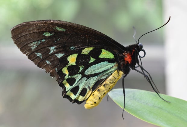 Butterfly World in Coconut Creek, Florida