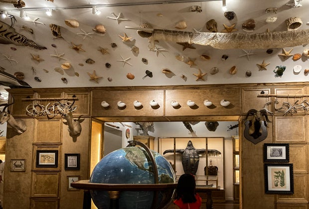 Cabinet of Curiosities Houston Museum of Natural Science