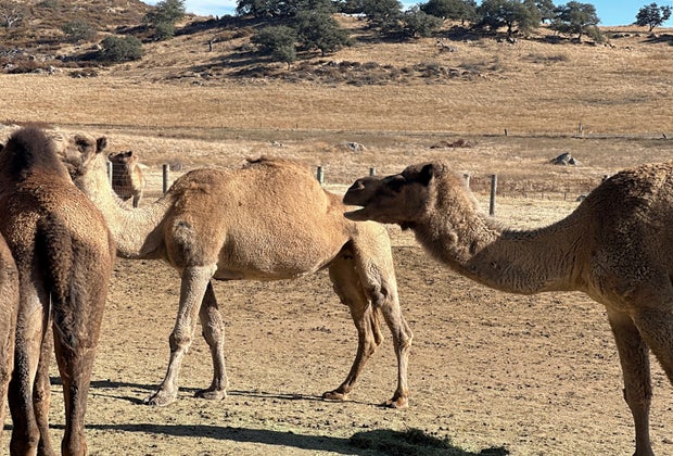 herd of camel at the oasis camel dairy in Ramona, CA