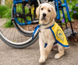 Join the fun at DogFest Long Island, a community-based walk and festival that brings dog lovers together for a cause. Photo courtesy of Canine Companions for Independence