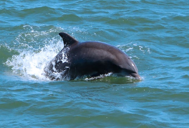 Things to do in Cape May, Dolphins Cape May Whale Watcher tour