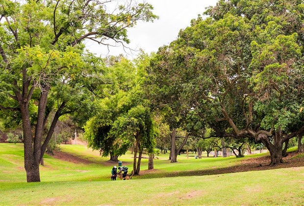 20 Things To Do in Echo Park with Kids: Chavez Ravine Arboretum