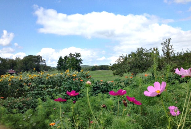 Image of flowers - Flower Farms Near Boston