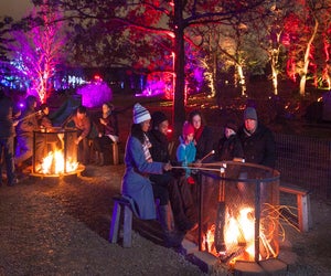 Illumination: Tree Lights at the Morton Arboretum. Photo courtesy of the event.