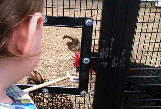 feeding animals at petting zoos near Chicago