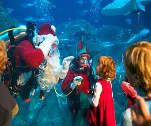 Visit with Scuba Santa this weekend at Adventure Aquarium. Photo courtesy of the aquarium