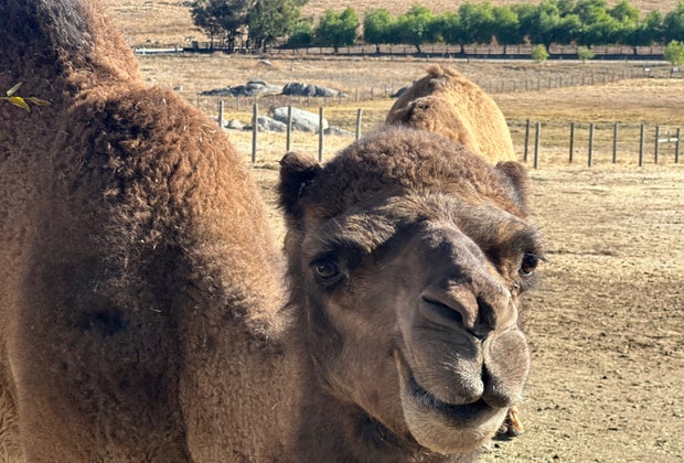 up close to a long eyelashed camel at oasis camel farm