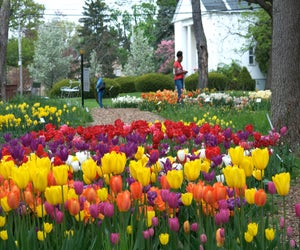 Tulips at Colorblends House & Spring Garden in Bridgeport, CT. Photo courtesy of colorblends.com