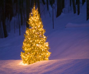 Cut your own tree this year at one of these Christmas tree farms near Chicago. Photo courtesy of Comstock Images