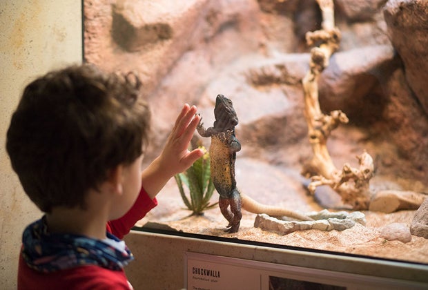 The Best Children’s Museum in Every State: Cook Museum of Natural Science