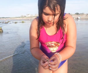 Search for seashells along Cape Cod's many gorgeous beaches. 