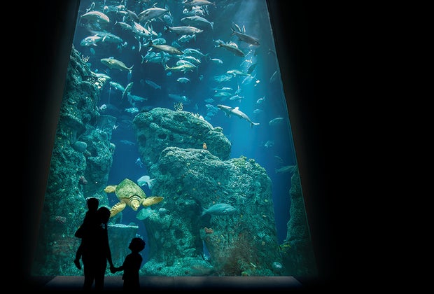 Things To Do in Charleston, SC: South Carolina Aquarium