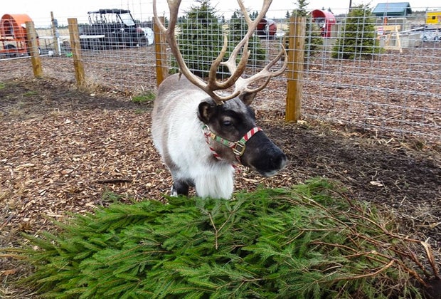 Image of reindeer at holiday attraction in Connecticut