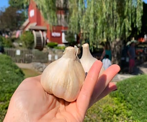 Hold on to Summer 2025 right into September at these fairs and festivals! Photo courtesy of the Garlic Festival at Old Mistick Village