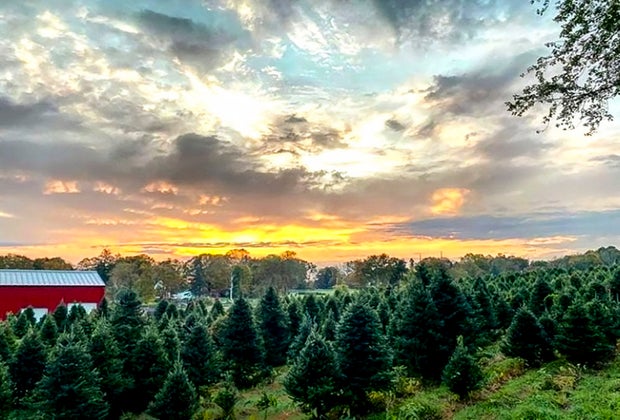 Image of Maple Row Farm - Christmas Tree Capital of Connecticut