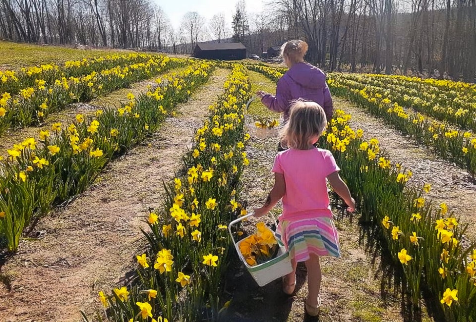 Find beautiful fields of flowers in Connecticut, with pick-your-own flowers and beautiful scenery! Photo courtesy of Halfinger Farms