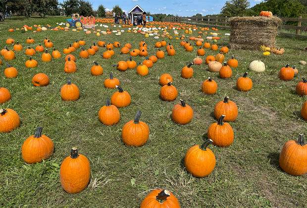 Pumpkin patches in New Jersey Demarest Farms