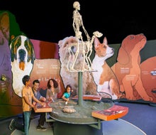 Everyone from toddlers to teens will have fun at the CA Science Center! Photo courtesy The California Science Center