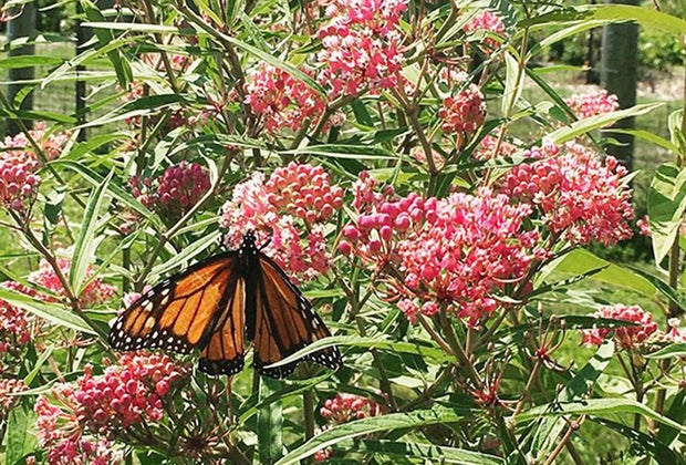 Duke Farms is a lovely garden