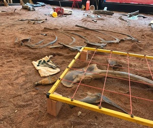 Examine a replica dinosaur dig site and take a photo with a 8-foot dinosaur bone at the Field Museum's Pop Up Dig Site. Photo courtesy of the museum