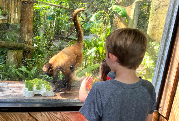 kids watching a monkey Visiting the Central Florida Zoo with Kids