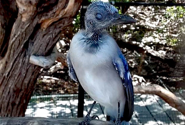 30 Things To Do in the Florida Keys with Kids: Bird watching