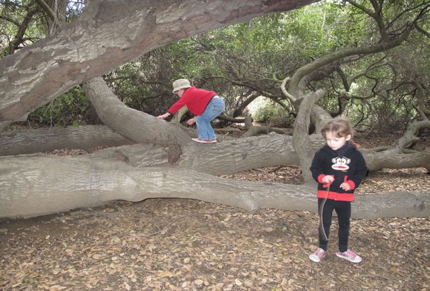 Quails and sparrows and ducks, oh my! There are so many birds at Franklin Canyon.