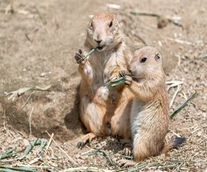 Celebrate Friendsgiving at the Franklin Park Zoo. Photo by Eric Kilby/Flickr