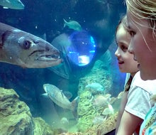 Get close to underwater creatures at the Frost Science Museum's massive aquarium. Photo by Jackie Jones
