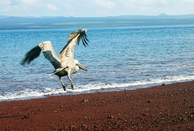 Galapagos Islands with Kids: Pelican