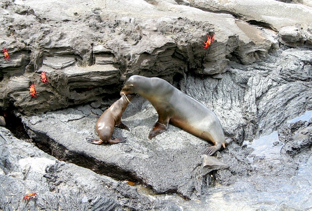 Galapagos Islands with Kids: Sea lions