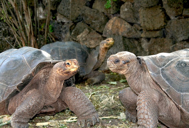 Visiting the Galapagos Islands with Kids: The Galápagos giant tortoise