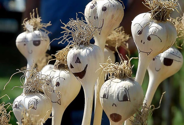  Hudson Valley Garlic Festival