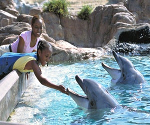 Photo courtesy of Sea World