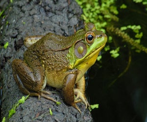 Learn about the world of frogs at Long Branch Nature Center at Glencarlyn Park. Photo by John White