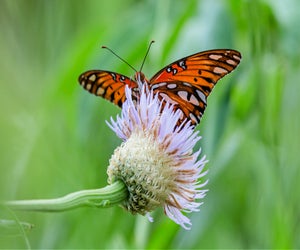 The Houston Arboretum will teach you what to plant so your yard is a butterfly haven. Photo by Christina Spade