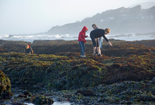 Road Trip on the PCH: Tide Pools in Half Moon Bay
