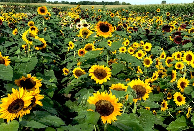 a field of sunflowers Gorgeous Sunflower Fields for Pick-Your-Own Flowers near Chicago
