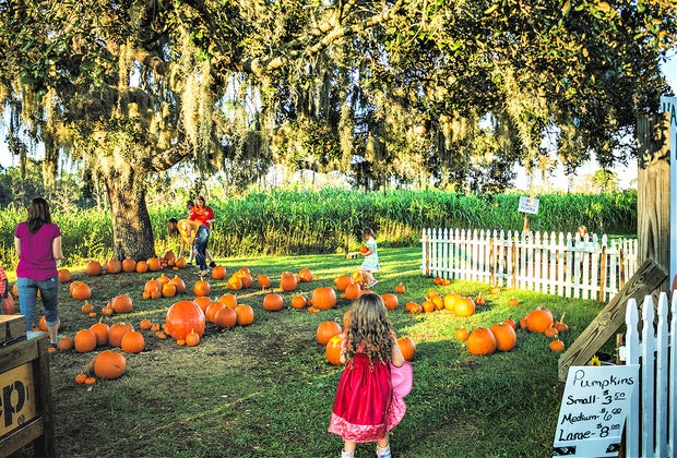 Harvest Holler 12 Corn Mazes near Orlando for Fall Fun with Kids