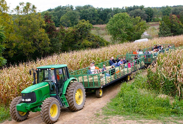 A tractor pulls hayride passengers through a corn field