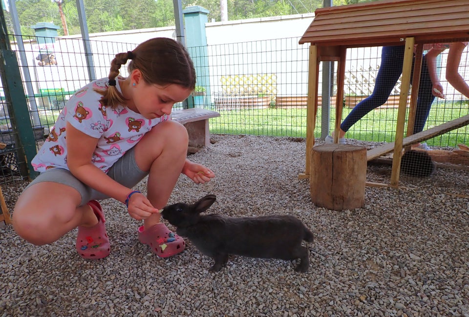 Get up close to a variety of animals at the Arkansas Alligator Farm and Petting Zoo. Photo by the author