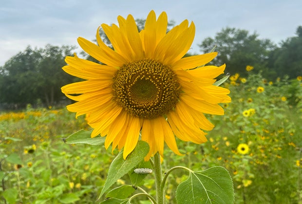 Sunflowers, Tulips, and More Pick-Your-Own Flower Farms Near Houston Blessington Farms