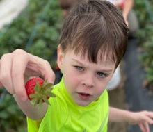 Strawberry picking at Froberg's Farm. Photo by Jessica Stautberg