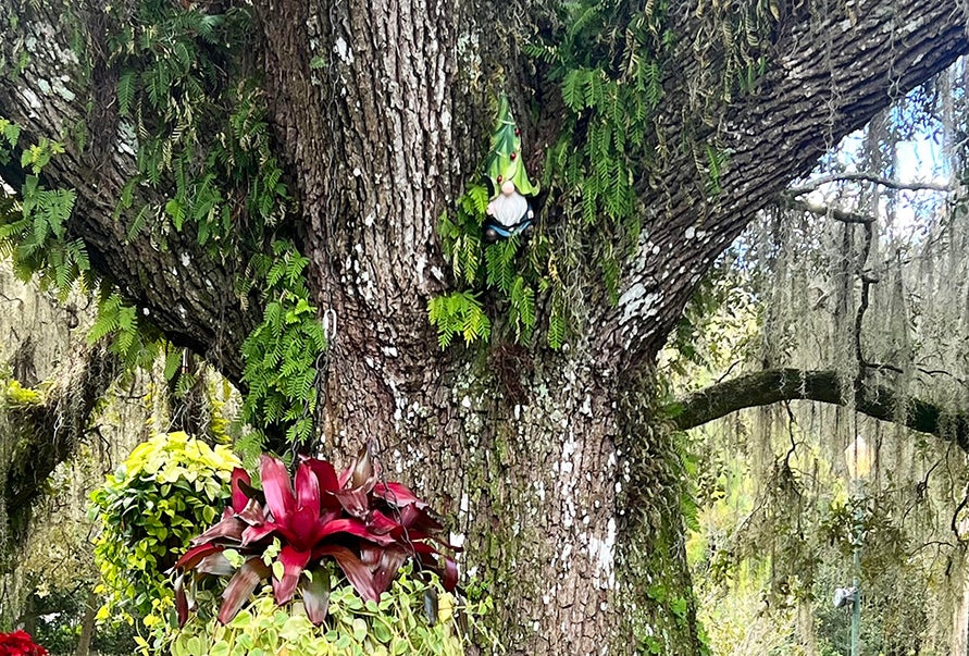 Enjoy holiday blooms and a gnome scavenger hunt throughout Leu Gardens during its annual holiday event, which kicks off this weekend. Photo by author