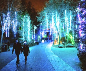 See more than a million lights on Christmas Day at LumiNature t the Philly Zoo. Photo by Georgi Anastasov Photography