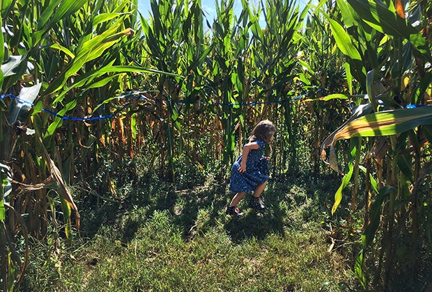 Corn maze in NYC the Amazing Maize Maze at the Queens County Farm Museum