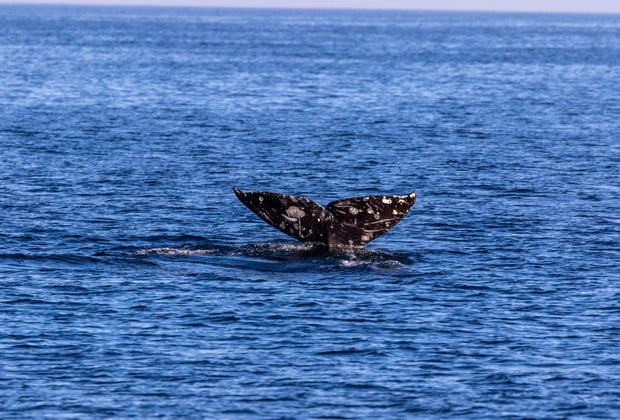 How about a whale of a birthday adventure on a whale watching cruise?