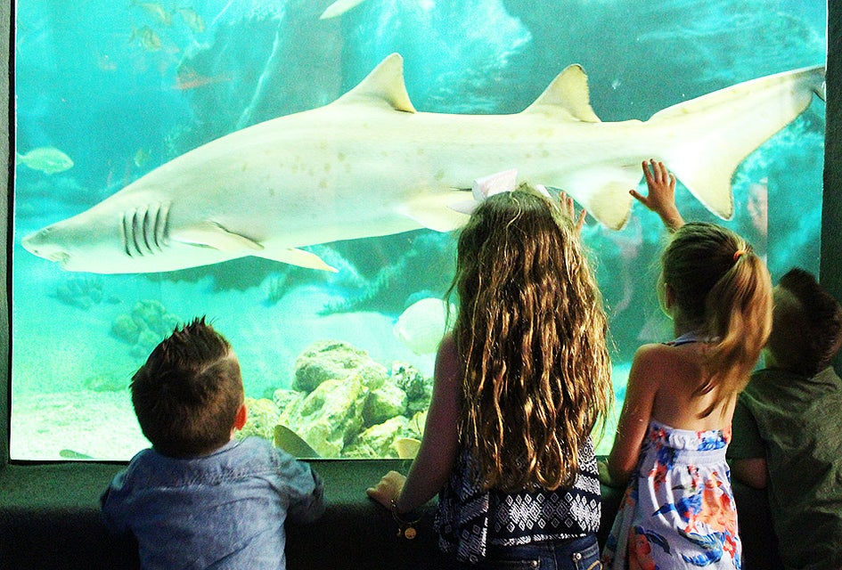 See several species of sharks, stingrays, and more, in Jenkinson's Aquarium's 58,000-gallon tank. Courtesy of the aquarium