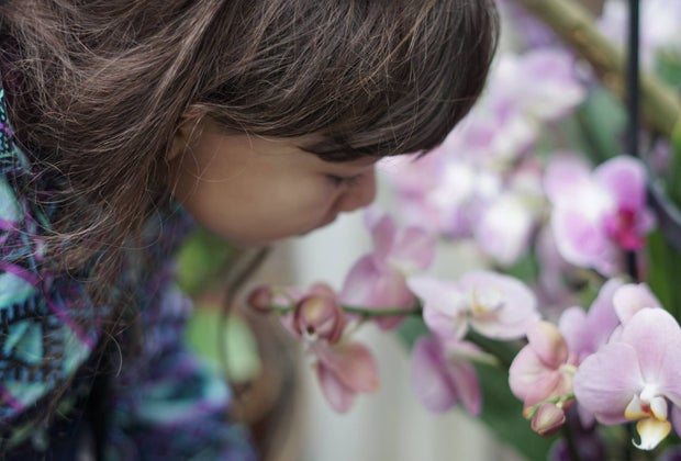 Things To Do Midwinter Break in NYC: NYBG orchid show